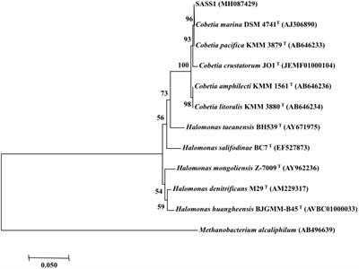 Characterization of a pH-Tolerant Strain Cobetia sp. SASS1 and Its Phenol Degradation Performance Under Salinity Condition
